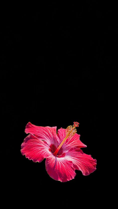 Hibiscus Flower Pink Wallpaper, Aura Flowers Wallpaper, Hot Pink Flower Wallpaper, Habisquis Flower Wallpaper, Hibiscus Flower Black Background, Pink And Black Lockscreen, Fusia Flower, Hawaii Flowers Wallpaper, Pretty Flowers Wallpaper