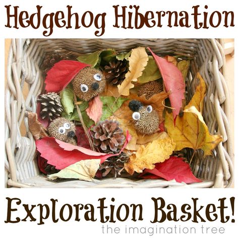 Hibernation Sensory, Hedgehog Hibernation, Autumn Eyfs, Hibernation Preschool, Sensory Basket, Story Boxes, Story Baskets, Animals That Hibernate, Preschool Room