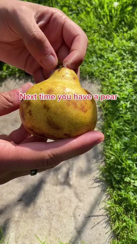 #howto grow some pears! It takes a long time but it’s worth it🍐😊! #didyouknow #garden #gardening #PlantTok #LearnOnTikTok #seeds #pear #planttips | Morgan Shaw | Morgan Shaw · Original audio Regrow Vegetables, Indoor Vegetables, Growing Fruit Trees, Plant Care Houseplant, Vegetable Garden Diy, Indoor Vegetable Gardening, Growing Plants Indoors, Pear Tree, Home Vegetable Garden