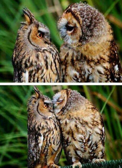 Two Owls, Awesome Owls, Animal References, Owl Pictures, Beautiful Owl, Owl Bird, Baby Owls, Owl Art, Pretty Birds