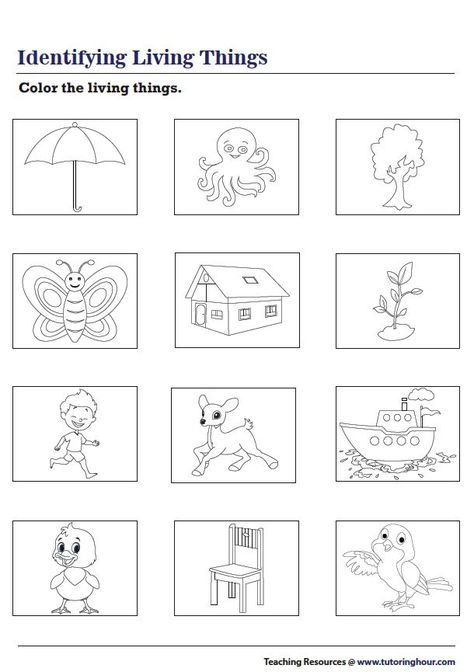 Coloring Living Things Non Living Things Worksheet Kindergarten, Living Thing Non Living Thing Worksheet, Living And Non Living Things Worksheets For Kindergarten, Living Non Living Things Worksheet, Living And Non Living Things Activities For Preschool Worksheets, Living Things And Non Living Things Worksheet For Grade 1, Living Things Activities Preschool, Living And Nonliving Worksheet, Living And Nonliving Kindergarten