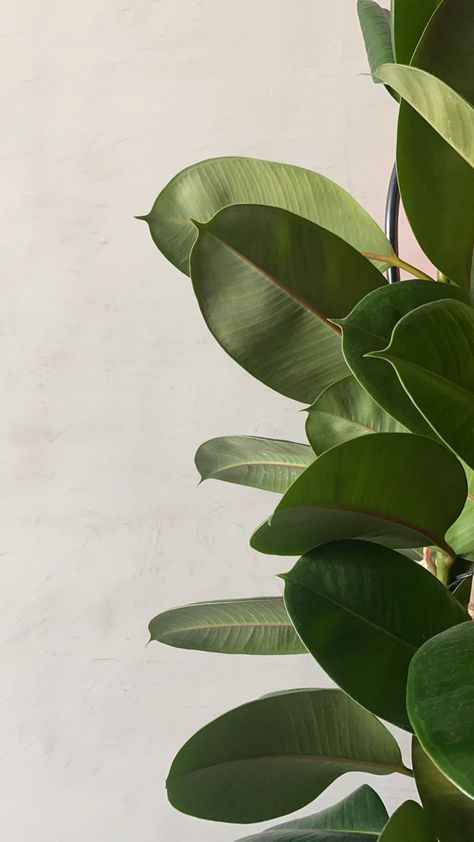 Green Colour Growing Plant Wallpaper, Plants Aesthetic Green, Clean Lines Aesthetic, Plants Close Up, Plant Shadow Aesthetic, Wallpaper Aesthetic Plants, Aesthetic Plant Photos, Clean Astethic, Green Plants Aesthetic