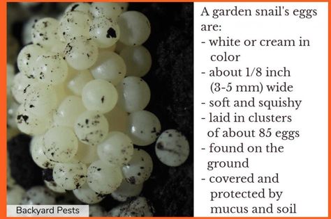 What Snail Eggs Look Like And What To Do With Them #whatsnaileggslooklike #howtogetridofsnaileggs #backyardpests Snail Eggs, Snail Habitat, Snail Enclosure Ideas, Pet Snails Terrarium, Pet Snail Terrarium, What Do Snails Eat, Snail Facts, African Snail, Snail Farming