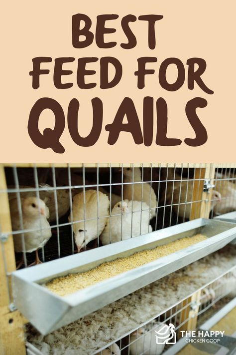 Homemade Quail Feed, Rabbit Husbandry, Quail Food, Quail Care, Quail Keeping, Quail Feed, Quail Raising, Quail Farming, Baby Quail