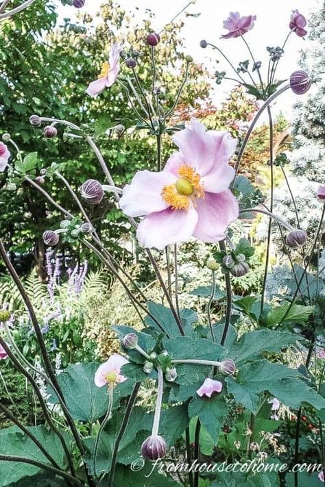 Pink Japanese Anemones Tall Shade Perennials, Japanese Anemones, Plants That Like Shade, Fall Blooming Flowers, Clay Soil Plants, Shade Loving Shrubs, Ground Orchids, Shade Landscaping, Perennial Ground Cover