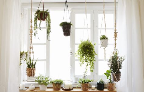 A window garden with hanging planters. Indoor Plant Hangers, Large Indoor Plants, Indoor Window, Indoor Plant Care, Best Indoor Plants, Creative Display, Plants Indoor, Herbs Indoors, Garden Windows