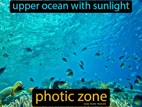 Photic Zone definition: The upper ocean with sunlight. Energy Pyramid, Seed Dispersal, Biology Art, Food Web, 9th Grade, Easy Science, Food Chain, Living Things, Marine Biology