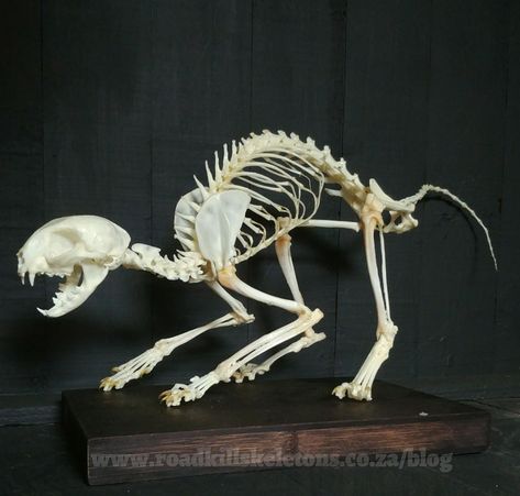 Cat skeleton - roadkill Cat Skeleton Drawing, Skeleton Cat, Practice Drawing Hands, Wolf Poses, Cat Skeleton, Anatomy Bones, Skull Reference, Skeleton Drawings, Animal Skeletons