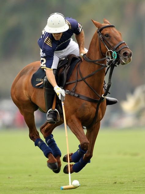 Why are polo horses called "ponies"? Read more on our blog. Lucchese Polo Team Polo Aesthetic Sport, Horse Polo Aesthetic, Polo Horse Aesthetic, Polo Sport Aesthetic, Diy Horse Barn Ideas, Polo Horse Riding, Countryside Activities, Horse Disciplines, Horse Barn Ideas