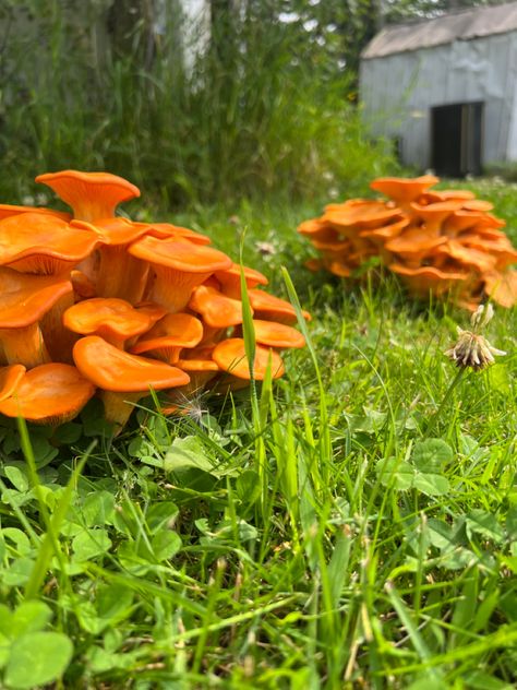 Jack O Lantern Mushroom, Mushroom Tattoos, Wild Mushrooms, Pine Forest, Jack O Lantern, Lanterns, Stuffed Mushrooms, Photography