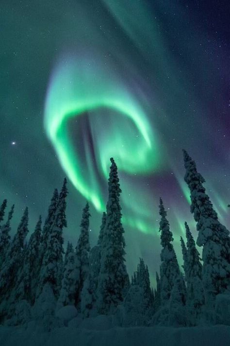 Northern Lights. Sweden Northern Lights Sweden, Alaskan Malamute Puppies, Northern Lights Art, Northern Lights Photography, Northern Lights Painting, Northern Lights Norway, Northern Lights (aurora Borealis), Night Sky Photography, Aurora Borealis Northern Lights