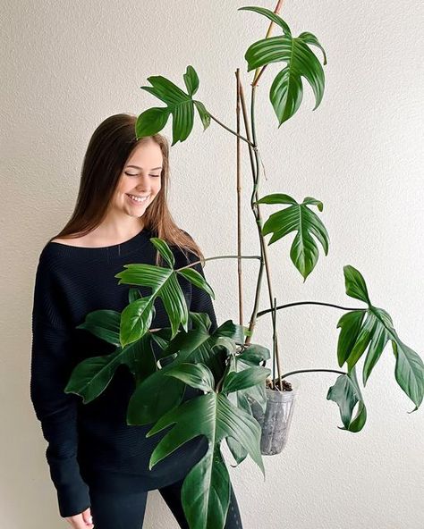 Florida Green Philodendron, Philodendron Leaf, Philodendron Florida, My Plant, Plant Shelf, Fast Growing Plants, My Apartment, Plant Shelves, Pet Safe