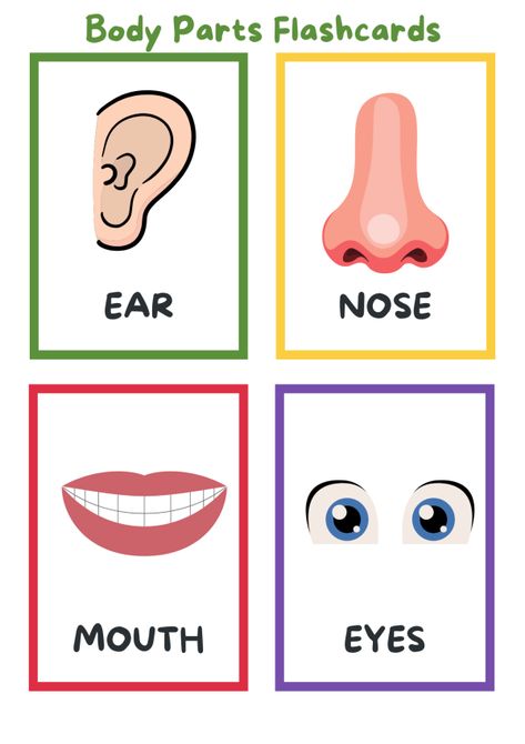 learn body parts for kids cards body systems cards Body Parts Flashcards, Body Parts Preschool Activities, Body Parts For Kids, Flash Cards For Kids, Baby Flash Cards, Body Preschool, Flashcards For Toddlers, Homemade Garden, Body Parts Preschool