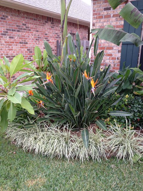 Bird Of Paradise Landscaping, Cypress Plant, Canary Island Date Palm, Paradise Landscape, Tropical Landscape Design, Flowering House Plants, Bird Of Paradise Plant, Paradise Plant, Florida Gardening