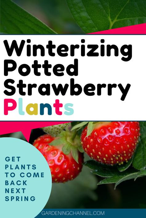 Winterizing Strawberry Plants, How To Care For Strawberry Plants, Overwinter Strawberry Plants, Overwintering Strawberry Plants, Winterize Strawberry Plants, Winterize Garden Beds, How To Overwinter Strawberry Plants, How To Winterize Strawberry Plants, Container Strawberries