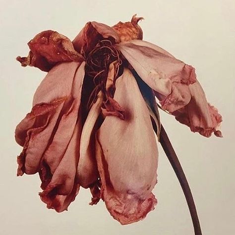 Irving Penn Flowers, Billy Kidd, Wilted Flowers, A Well Traveled Woman, Irving Penn, Growth And Decay, Fashion Gone Rouge, Hades And Persephone, Greek Myths