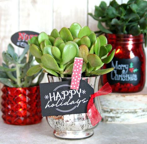 Holiday Succulent Gift Christmas Gift Pictures, Christmas Plants Gifts, Succulent Christmas, Simple Holiday Gifts, Inexpensive Christmas, Christmas Gifts To Make, Gifts To Make, Christmas Plants, Christmas Gifts For Coworkers