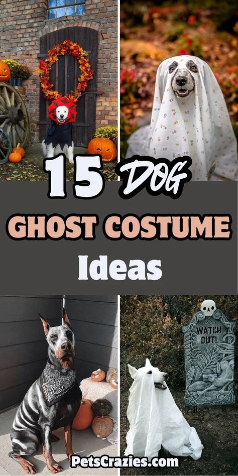 Image features four dog ghost costume ideas for Halloween. The text "15 Dog Ghost Costume Ideas" is displayed in bold, playful font. The costumes range from simple white sheet ghost outfits to more creative and spooky designs, including pumpkins and eerie decorations. The overall theme emphasizes fun, easy-to-make dog costumes perfect for Halloween celebrations, adding an element of seasonal festivity to your pet's look. Simple Dog Costumes Diy, Diy Dog Ghost Costume, Easy Dog Halloween Costumes, Easy Dog Costumes Diy, Easy Dog Costumes, Ghost Costume Ideas, Diy Dog Halloween Costumes, Diy Dog Costume, Husky Costume