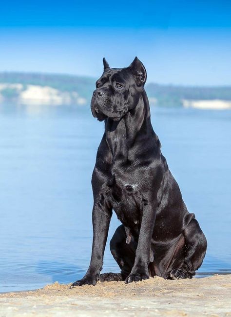 Cane Corso Dogs Chien Cane Corso, Cane Corso Dog Breed, Pet Anime, Regnul Animal, Puppy Obedience Training, Cane Corso Puppies, Cane Corso Dog, Corso Dog, Easiest Dogs To Train