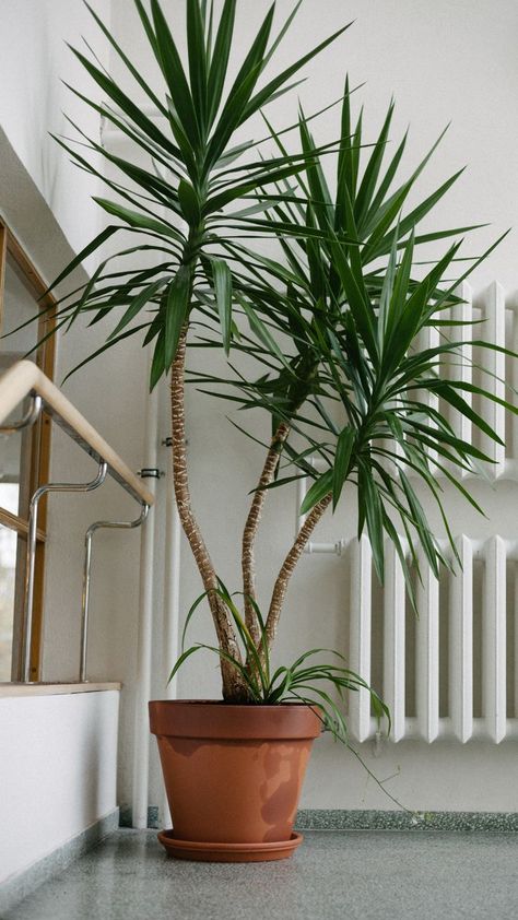 Interior Palm Tree, Chinese Fan Palm Indoor, Lady Palm Plant, Yuca Plant Indoor, Palm Tree House Plant, Yukka Plant Indoor, Yucca Plant Landscaping, Yucca Garden, Yucca Plant Indoor