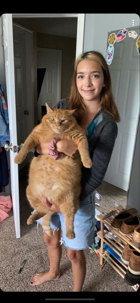 Crazy Orange Cat, Big Orange Cat, Orange Cat Personality, Orange Cat Energy, Fat Ginger Cat, Fat Cat Pictures, Fat Cat Meme, Short Legged Cats, Fat Kitten