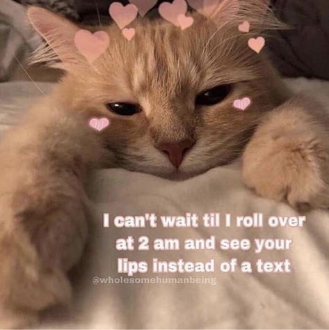 Wholesome Pictures, Cute Cat Memes, Cute Love Memes, How We Met, Cute Messages, Cute Memes, Wholesome Memes, Love Memes, Cute Texts