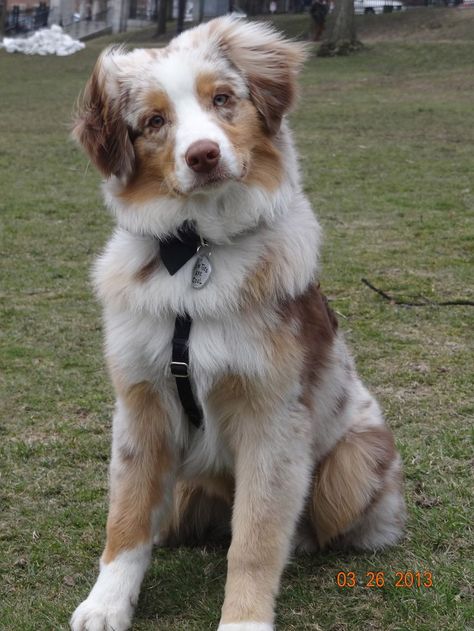 red merle australian shepherd Red Merle Australian Shepherd, Merle Australian Shepherd, Aussie Shepherd, Aussie Puppies, Australian Shepherd Puppies, Aussie Dogs, Australian Shepherd Dogs, Cute Dogs And Puppies, Shepherd Puppies