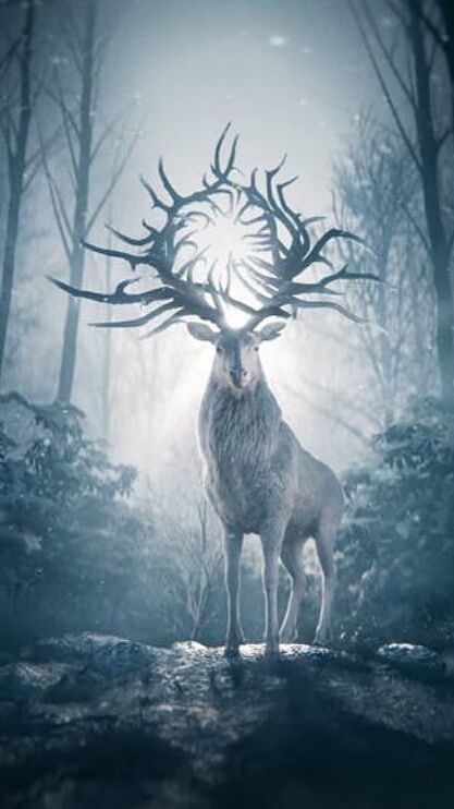 White Stag Shadow And Bone, Bobby Miller, Celtic Fantasy Art, Deer Wallpaper, Deer Photos, Amazing Animal Pictures, Spirit Animal Art, Mystical Forest, Cute Fantasy Creatures