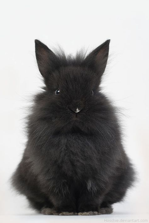 Nosara, Black Bunny, Black Rabbit, Fluffy Bunny, Funny Bunnies, Baby Bunnies, Sweet Animals, Animal Planet, 귀�여운 동물