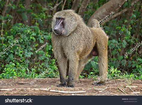 Monkey in a bush. Baboon. African wildlife. Close up. Amazing image of a wild animal in natural environment. Awesome portrait of olive baboon.  image photo Olive Baboon, Vervet Monkey, Endangered Wildlife, Safari Lodge, Baboon, African Wildlife, Nature Adventure, Wildlife Animals, Wild Animal