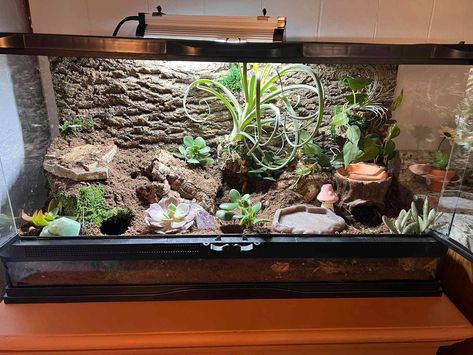 36 Leopard Gecko Enclosure Ideas 40 Gallon Leopard Gecko Tank, Leopard Gecko Bioactive Tank, Bioactive Leopard Gecko Tank, Bioactive Leopard Gecko, Leopard Gecko Terrarium Ideas, Gecko Enclosure Ideas, Leopard Gecko Cage, Leopard Gecko Setup, Leopard Gecko Enclosure