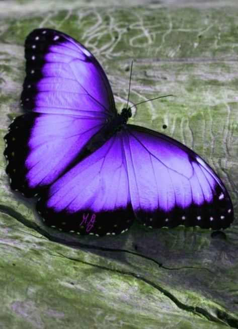 Tumblr Just When The Caterpillar Thought, Photo Papillon, Beautiful Butterfly Pictures, Blue Butterfly Wallpaper, Beautiful Butterfly Photography, Insect Photography, Butterfly Art Painting, Purple Animals, Butterfly Species