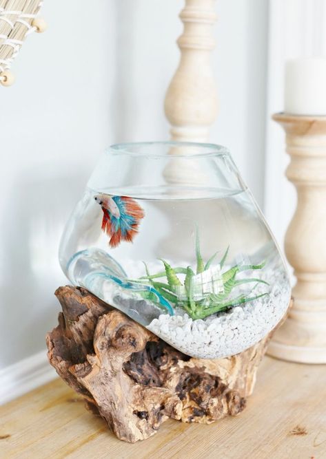 Beta Fish #petstyle #lovethisstyle #petspaces #pethome #doghome #nauticalhomedog #petstyle #homeswithdogs #petlover #beachcat #beachdog #nauticalpet #wildlovetails Coastal Kitchen Dining, Tanaman Air, Zimmer Diy, Cool Fish Tanks, Fish Tank Design, Betta Aquarium, Aquarium Terrarium, Pet Spaces, Betta Fish Tank