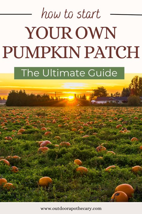 Pumpkin Patch Business, Outdoor Apothecary, How To Grow Pumpkins, Grow Pumpkins, Pumpkin Patch Farm, Types Of Pumpkins, Best Pumpkin Patches, Pumpkin Vine, Planting Pumpkins