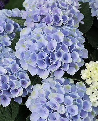 Plants Caring For Hydrangeas, Elizabeth Ashley, Mophead Hydrangea, Hydrangea Landscaping, Bigleaf Hydrangea, Long Vase, Hydrangea Care, Wildlife Gardening, Pink Or Blue