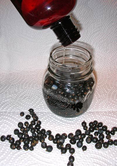 Dried Juniper Berry Recipes, Juniper Berry Tincture, Juniper Berry Benefits, Juniper Berries Witchcraft, Juniper Berry Recipes, Homemade Oils, Benefits Of Berries, Juniper Oil, Juniper Berry Essential Oil