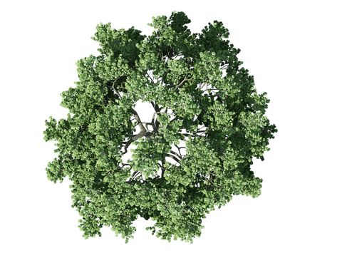 Tree Top View Png, Tree Plan Photoshop, Tree Plan Png, Tree Top View, Architectural Trees, Trees Top View, Tree Photoshop, Photo Elements, Tree Plan