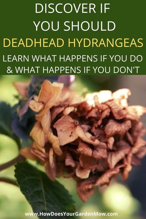 Oak Leaf Hydrangea Care, How To Deadhead Hydrangeas, Deadheading Hydrangeas, How To Deadhead Flowers, Hydrangea Bed, What To Plant With Hydrangeas, Hydrangea Plant Care, Plants In The Home, Prune Hydrangeas