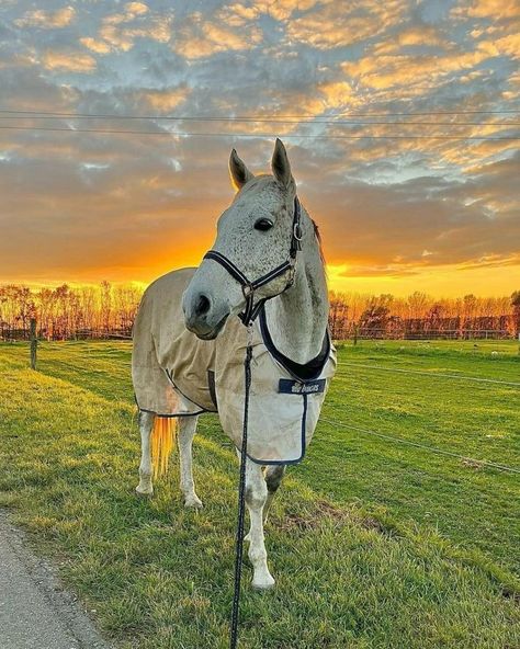 Flea Bitten Horse, Flea Bitten Grey Horse, Angelic Creatures, All Horse Breeds, Horsey Life, Horse Riding Aesthetic, Equestrian Aesthetic, Watercolor Art Landscape, English Horse