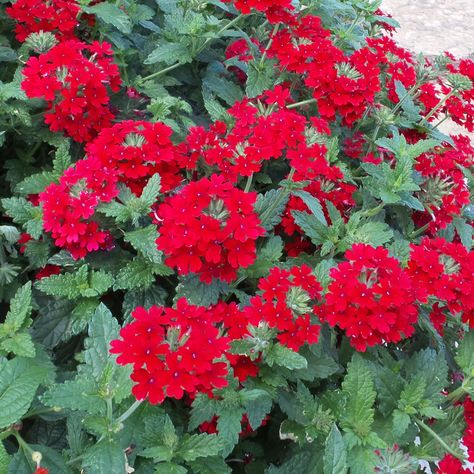 White Verbena Flower, How To Care For Verbena Plants, Red Valerian Plants, Red Verbena, Verbena Flower, Verbena Bampton, Verbena Plant, Spring Planting, House Landscaping