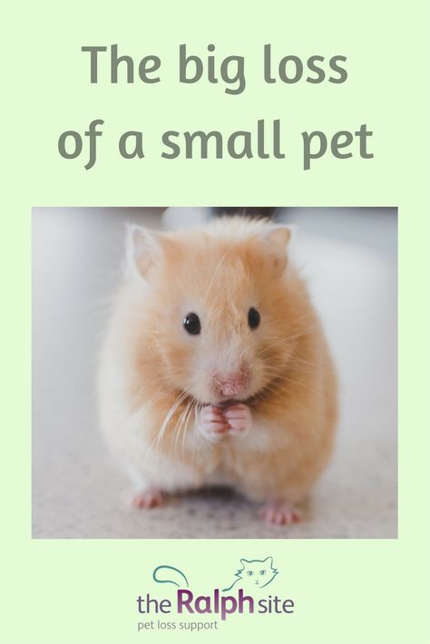 Pet Budgie, Hamster Memorial, The Loss Of A Dog, Russian Hamster, Losing A Pet Quotes, Beautiful Happy Birthday Images, Loss Of A Dog, Hamster Stuff, Dog Sympathy Card