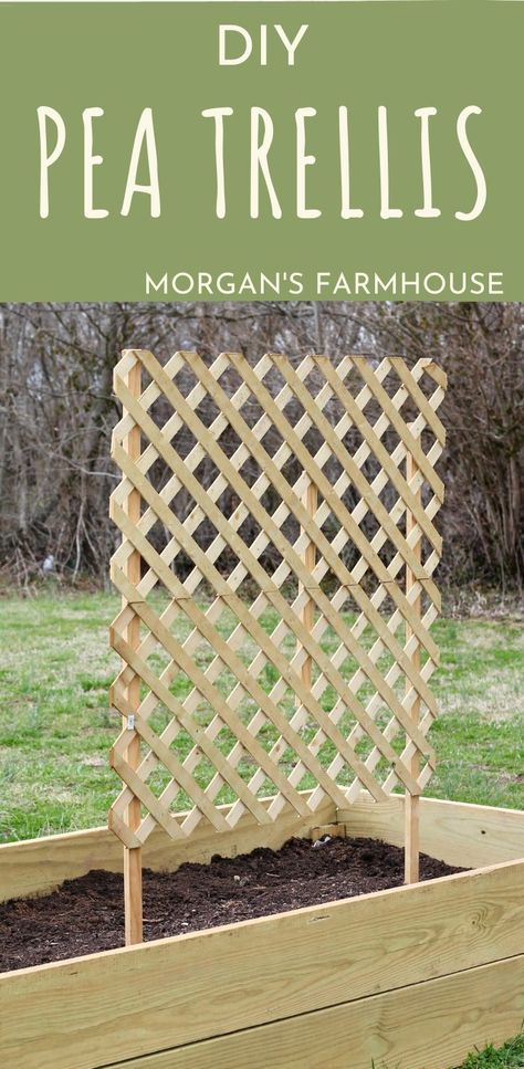 Peas Garden Trellis, Bean Climbing Frame, Wood Trellis Ideas Diy Climbing Vines, Ladder Mesh Trellis, Garden Peas Trellis, Diy Trellis For Peas, Pea Support Ideas, Lattice Trellis Ideas Climbing Vines, Trellis For Peas