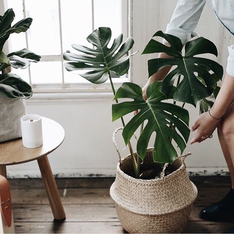 If you love a good indoor plant as much as we do but need a little bit of help to pick out the right one for your space, you'll be excited about our upcoming downloadable free Triibe Tip sheet, where we will be giving you our top 5 favourite indoor plants and advice on how to best look after them. Available to download soon, we can't wait to share this little project we've been working on #triibetips #wearetriibe Best Indoor Plants, Plant Decor Indoor, Deco Boheme, Interior Plants, Plant Lady, Green Plants, Plant Life, Indoor Garden, Plant Decor