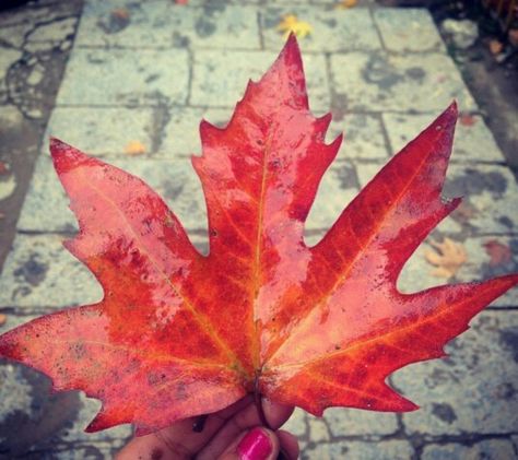 Chinar leaf. #MyStateWithJaypore Chinar Leaves Kashmir, Kashmir Wallpaper, Leaf Drawing, Drawing Quotes, Maple Leaf Tattoo, Cake Ideas, Trees, Monogram, Cake