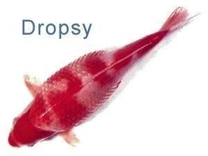 Dropsy, Pic Usakoi.com DROPSY KOI FISH DISEASES -- Dropsy is not really a koi and Goldfish disease. For all intensive purposes we will ... Koi Fish Care, Water Garden Plants, Koi Pond Design, Fish Information, Common Carp, Pond Maintenance, Garden Pond Design, Guppy Fish, Health Disease