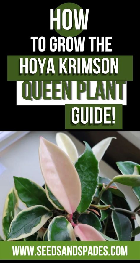 Hoya Krimson Queen, Growing Gardens, Indoor Plant Care, Trellis Plants, Plant Guide, White Leaves, House Plants Decor, Easy Plants, Small Space Gardening