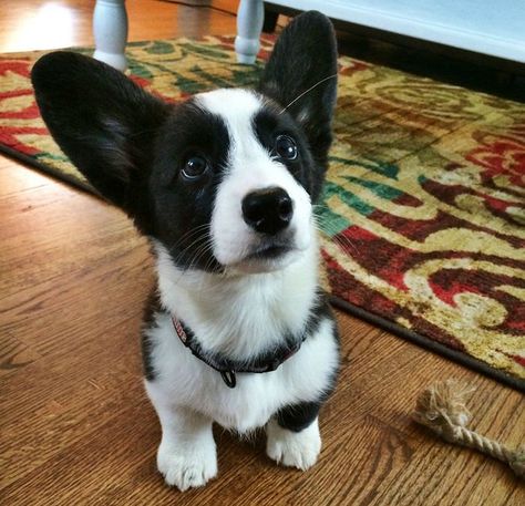 Black and white corgis are a thing?! Black And White Corgi, Black Corgi, Cardigan Corgi, Corgi Owner, Corgi Mix, Cardigan Welsh Corgi, Corgi Puppy, Corgi Dog, Welsh Corgi