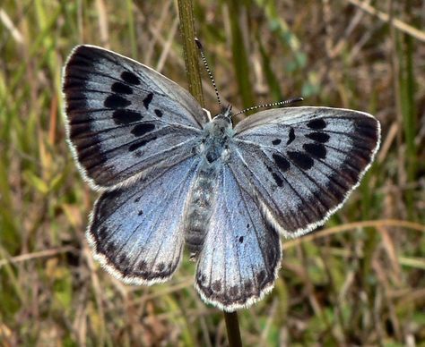 Large Blue Butterflies Were Extinct in England, But Now Those Beauties Are Back After 50 Years Glasswing Butterfly, Red Ant, Butterfly Watch, Types Of Butterflies, Peacock Butterfly, Butterfly Species, Red Ink Tattoos, Blue Wings, Red Ink