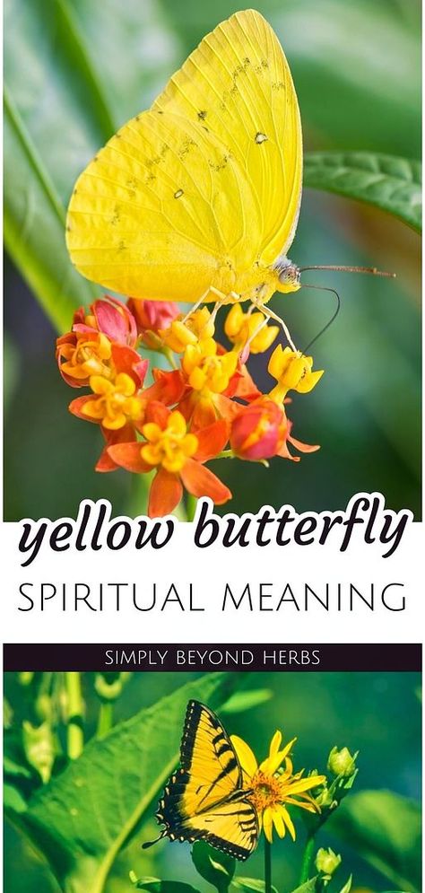 Discover the yellow butterfly meaning within the realm of spiritual meaning, where these vibrant creatures symbolize transformation and change. Across various cultures, a yellow butterfly's appearance might herald significant life shifts, embodying messages from the heavens. This form of nature and animal symbolism invites you to ponder the deeper spiritual implications of such encounters. Find more spirituality symbols, insect symbolism, and nature symbolism at simplybeyondherbs.com. Insect Symbolism, Spirituality Symbols, Butterfly Spiritual Meaning, Yellow Butterfly Meaning, Butterfly Spiritual, Butterfly Spirit Animal, Tree Meanings, Butterfly Symbolism, Butterfly Meaning