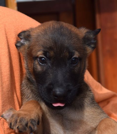 Puppy Belgian Malinois, Belgian Malinois Mix Doberman, Malinois Dog Puppy, Belgian Malinois Aesthetic, Belgian Malinois Puppy, Malinois Puppies For Sale, Malinois Puppy, Belgian Malinois Puppies, Belgium Malinois